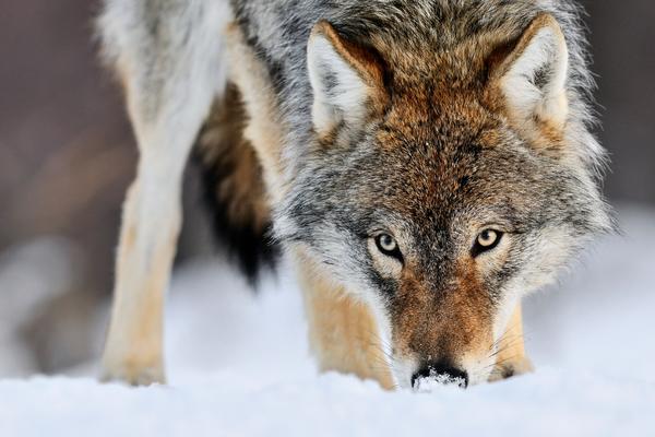 NOĆU IH OBILAZE DIVLJE ŽIVOTINJE I IZUJEDAJU LJUBIMCE: Meštani sela kod Vranja NEMAJU MIRAN SAN