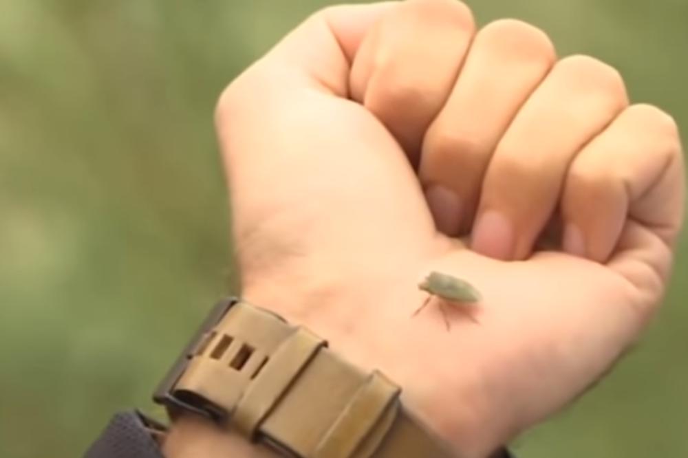 Evo kako jednom zauvek da oterate smrdljive smrdibube iz vašeg doma: Posle ovoga, nikad se više neće vraćati