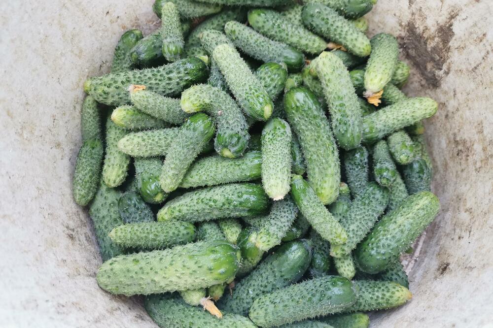 DIJETA SA KRASTAVCIMA JE POSTALA PRAVI HIT: Za 14 dana imaćete do 7 kilograma manje, A NEĆETE GLADOVATI