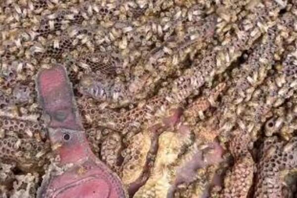 ROJEVI PČELA I OSICA ZAUZIMAJU BEOGRAD: Ljudi u strahu dozivaju pomoć, puno je POTKROVLJE (FOTO)