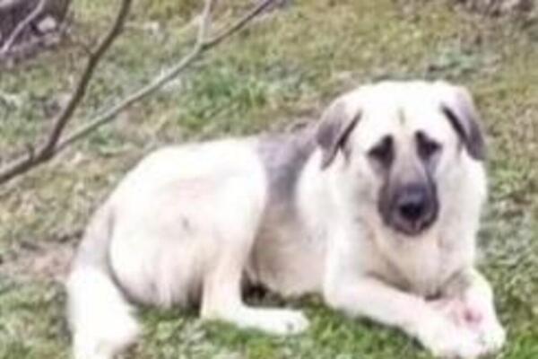 6 RAZLOGA ZAŠTO PAS PLAČE U TOKU NOĆI: Niko ne veruje šta je OVIM MALIŠANIMA NA PEMETI - evo kako da ih umirite